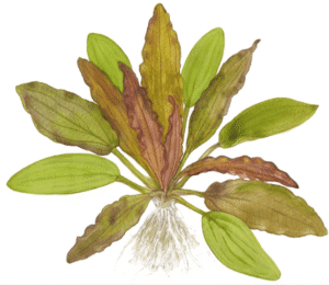 Echinodorus 'Red Diamond'