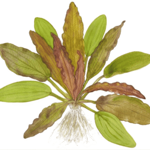 Echinodorus 'Red Diamond'