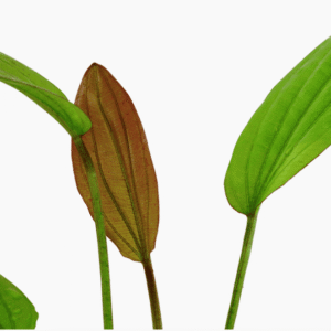 Echinodorus 'Rosé'