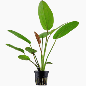 Echinodorus X Barthii