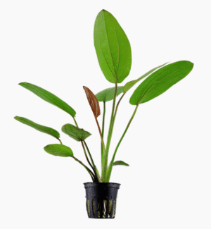 Echinodorus X Barthii
