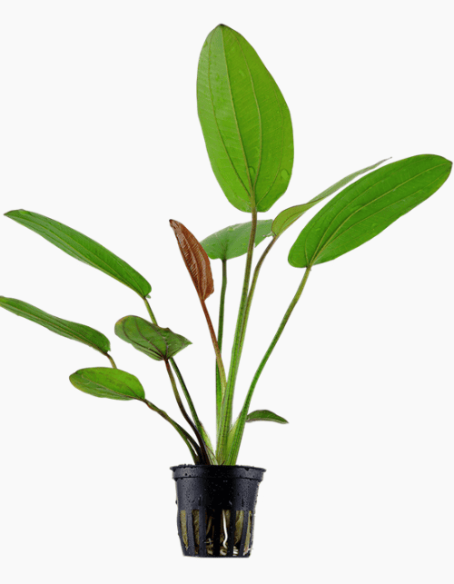 Echinodorus X Barthii
