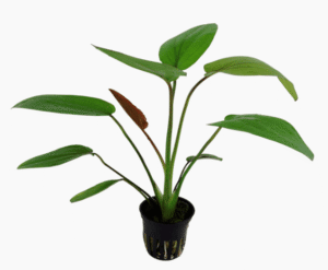 Echinodorus X Barthii
