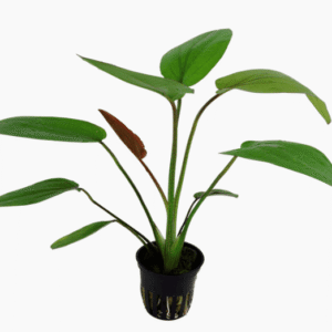Echinodorus X Barthii