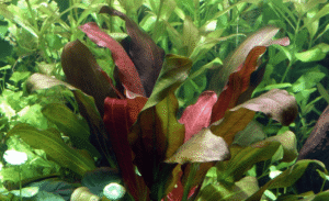 Echinodorus X Barthii