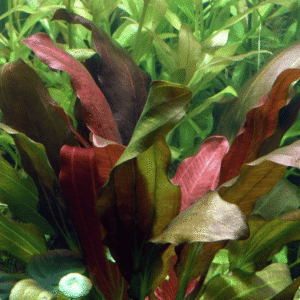 Echinodorus X Barthii