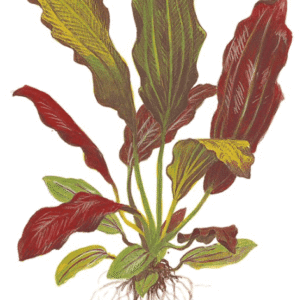 Echinodorus X Barthii