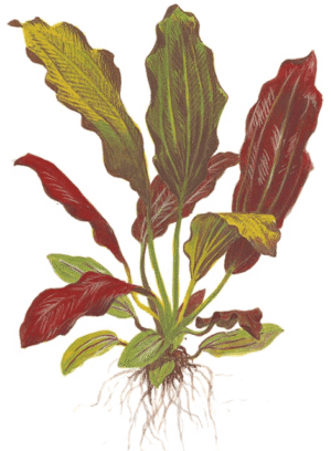 Echinodorus X Barthii