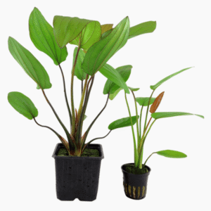 Echinodorus X Barthii