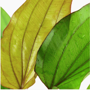 Echinodorus X Barthii