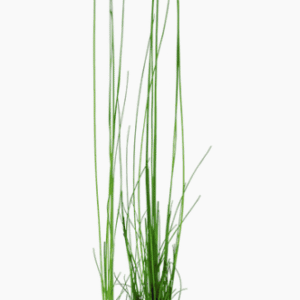 Eleocharis Montevidensis