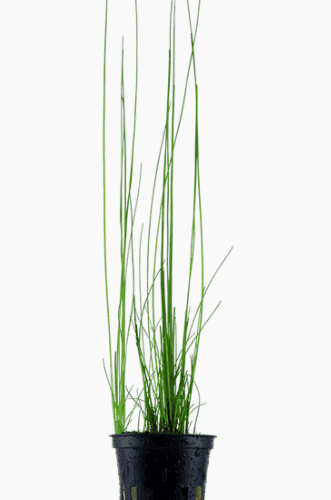 Eleocharis Montevidensis