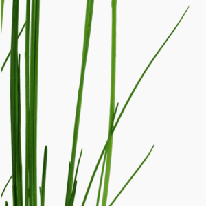 Eleocharis Montevidensis