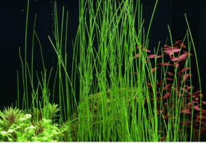 Eleocharis Montevidensis