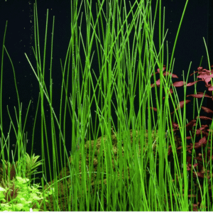 Eleocharis Montevidensis
