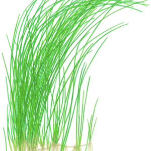 Eleocharis Montevidensis