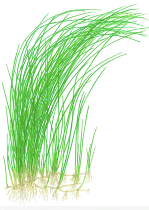 Eleocharis Montevidensis