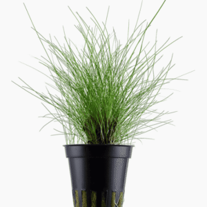 Eleocharis Parvula