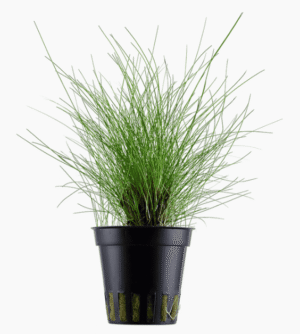 Eleocharis Parvula