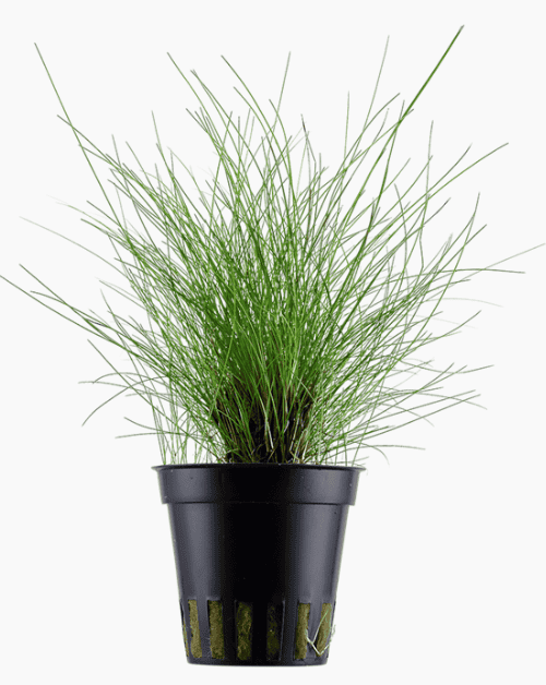 Eleocharis Parvula
