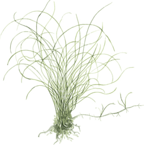 Eleocharis Parvula