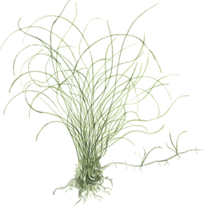 Eleocharis Parvula