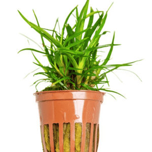 Eriocaulon Sp. 'Vietnam'