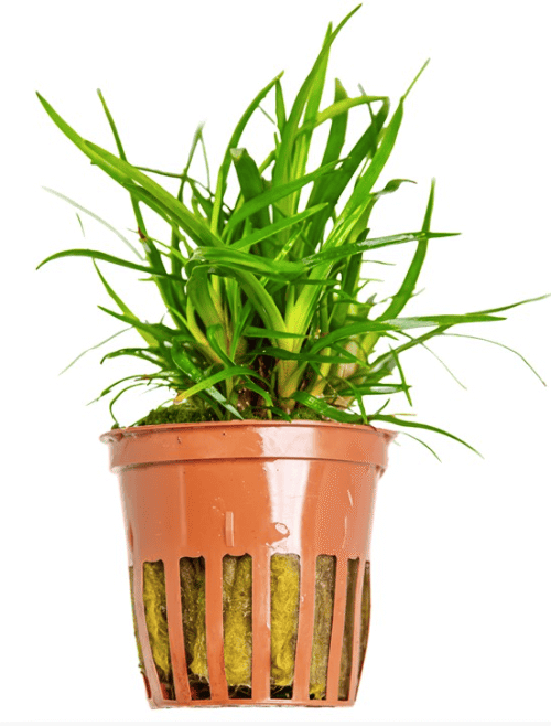 Eriocaulon Sp. 'Vietnam'