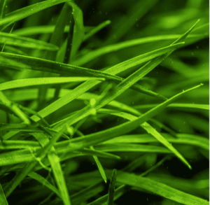 Eriocaulon Sp. 'Vietnam'