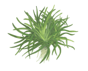 Eriocaulon Sp. 'Vietnam'