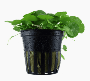 Hydrocotyle Verticillata