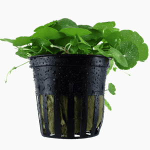 Hydrocotyle Verticillata