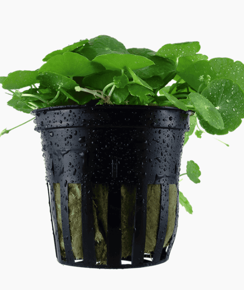 Hydrocotyle Verticillata