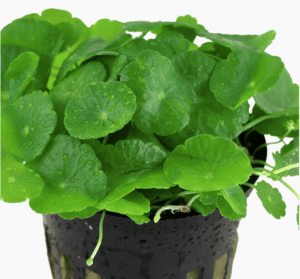 Hydrocotyle Verticillata