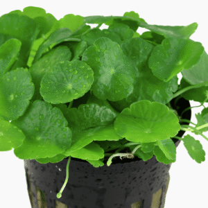 Hydrocotyle Verticillata