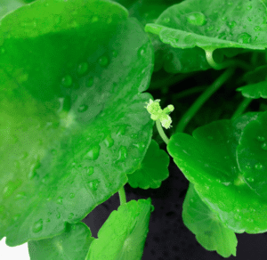 Hydrocotyle Verticillata