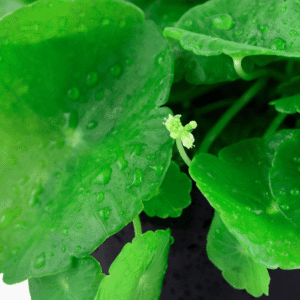 Hydrocotyle Verticillata