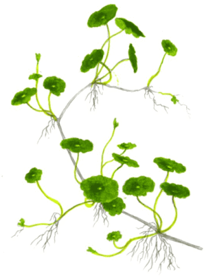 Hydrocotyle Verticillata
