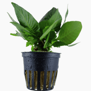 Hygrophila Corymbosa 'Compact'