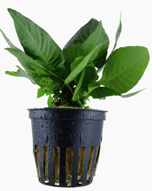 Hygrophila Corymbosa 'Compact'