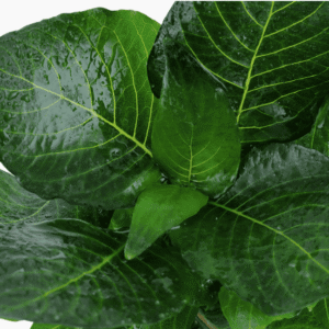 Hygrophila Corymbosa 'Compact'