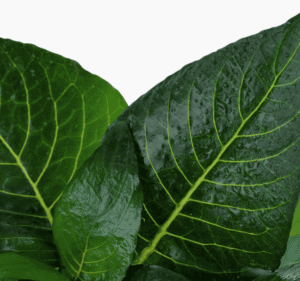 Hygrophila Corymbosa 'Compact'