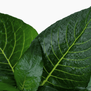 Hygrophila Corymbosa 'Compact'