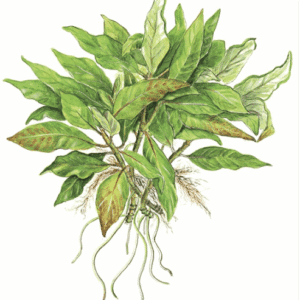 Hygrophila Corymbosa 'Compact'