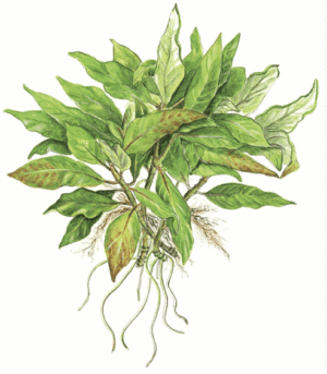 Hygrophila Corymbosa 'Compact'