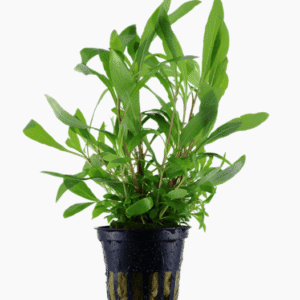 Hygrophila Corymbosa 'Siamensis 53B'