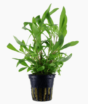 Hygrophila Corymbosa 'Siamensis 53B'