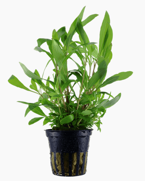 Hygrophila Corymbosa 'Siamensis 53B'