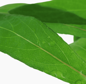 Hygrophila Corymbosa 'Siamensis 53B'