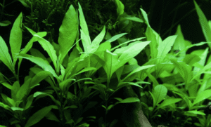 Hygrophila Corymbosa 'Siamensis 53B'